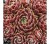 Sempervivum SARAFINE