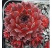 Sempervivum SARDONYX