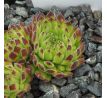 Sempervivum SEA ANEMONE