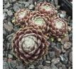 Sempervivum SILBERKNOPF