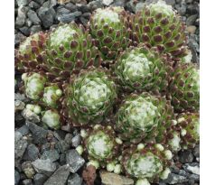 Sempervivum SILVER CUP