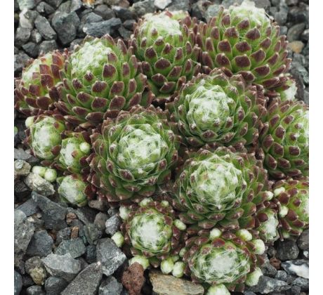 Sempervivum SILVER CUP