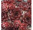 Sempervivum SIMSALABIM