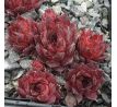 Sempervivum SMOKEY QUARTZ