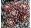 Sempervivum SOSSAMON