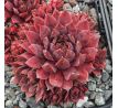 Sempervivum STAR GLOW