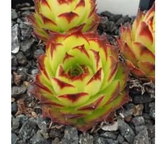 Sempervivum STERNHALDE