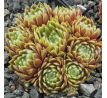 Sempervivum SUNBURST