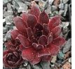 Sempervivum SUNRAY DESIRE