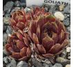 Sempervivum SUNRAY GOLIATH