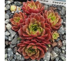 Sempervivum SWEET LITTLE TEARS