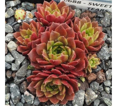 Sempervivum SWEET LITTLE TEARS