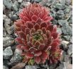 Sempervivum TENDER KISS