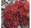 Sempervivum THE RED CARPET