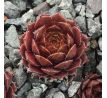 Sempervivum TIEFGANG