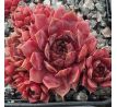 Sempervivum TINNER BELL