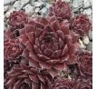 Sempervivum TINTENBLUT