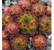 Sempervivum T`POL