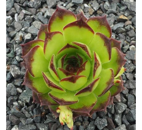 Sempervivum BIRCHMAIER