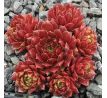 Sempervivum TROPENNACHT