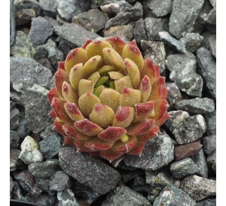 Sempervivum URSPRUNG