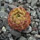 Sempervivum URSPRUNG