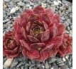 Sempervivum CASCADE