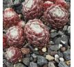 Sempervivum WEB OF INTREGE