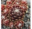 Sempervivum WHITE BOUGUET