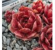 Sempervivum XANA