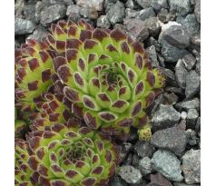 Sempervivum ZEITLAUF