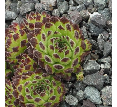 Sempervivum ZEITLAUF