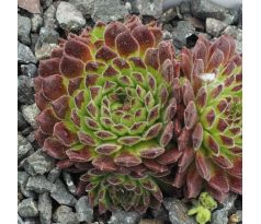 Sempervivum ZEITLUPE