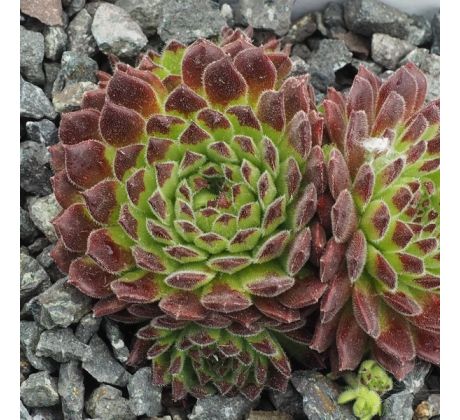 Sempervivum ZEITLUPE