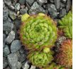 Sempervivum ZEITPUNKT