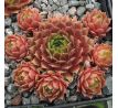 Sempervivum FEUEROPAL