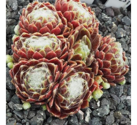 Sempervivum ZILVER KYLIE