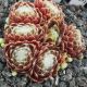 Sempervivum ZILVER KYLIE