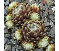 Sempervivum ZILVER MEER