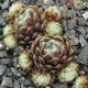 Sempervivum ZILVER MEER