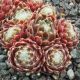 Sempervivum ZILVER RED FAVORIT