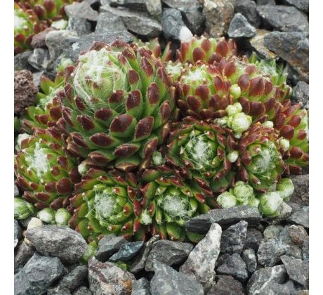 Sempervivum ZWERGENBLUT