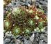 Sempervivum ZWERGENBLUT