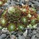 Sempervivum ZWERGENBLUT