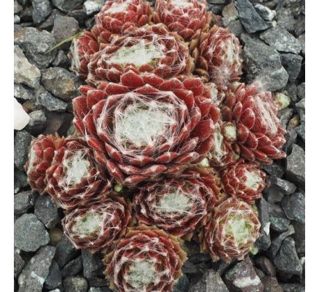 Sempervivum ADELAAR