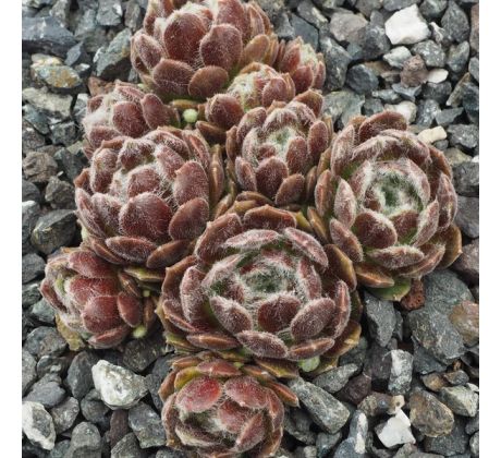 Sempervivum ADELHEID