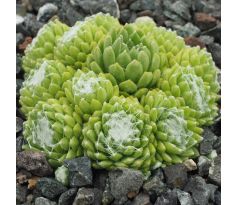 Sempervivum ALBASTEN