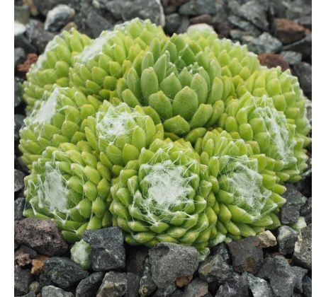 Sempervivum ALBASTEN