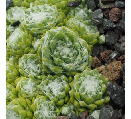 Sempervivum ALBION