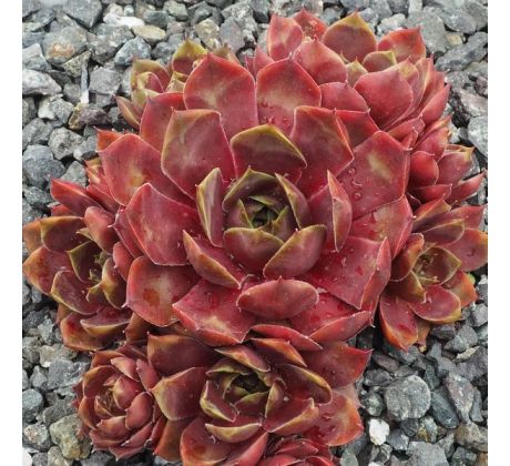 Sempervivum ANAK KRAKATAU